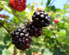 TCL releases three new Blackberries