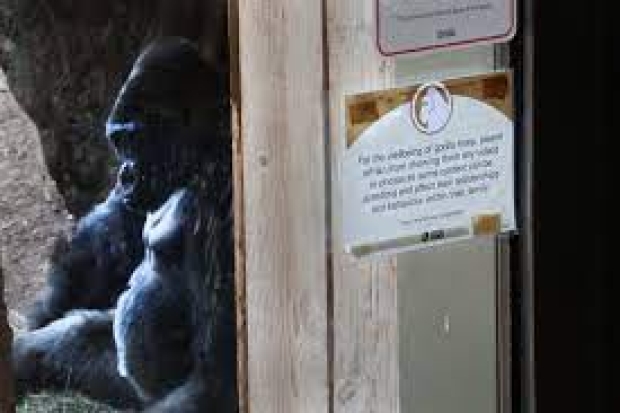 Please don&#039;t show your smartphone to the gorilla