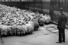 Coppers blur lamb pictures to protect ID