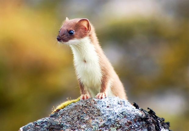 Weasel or marten shuts down the Large Hadron Collider