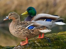 Blighty workers still think hackers only target the big fish