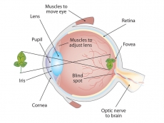 Google files patent for in-eye biological personal computer