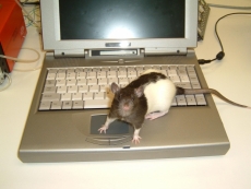Vole says beware of the rat