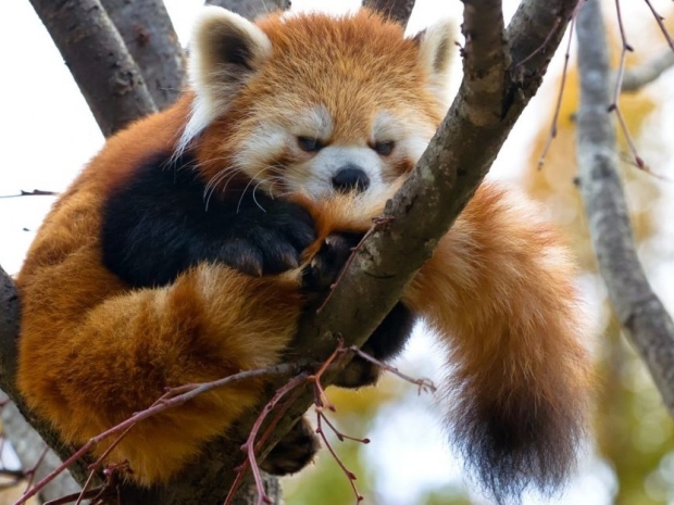 Onerep purged from Firefox