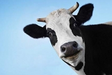 British cows get 5G connectivity before humans