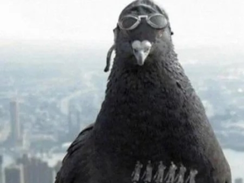 Chinese boffins control pigeons' brains