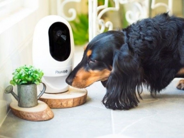 Pets set to connect to the internet