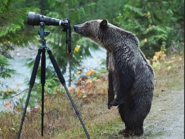 AI can spot a bear bot at 20 paces