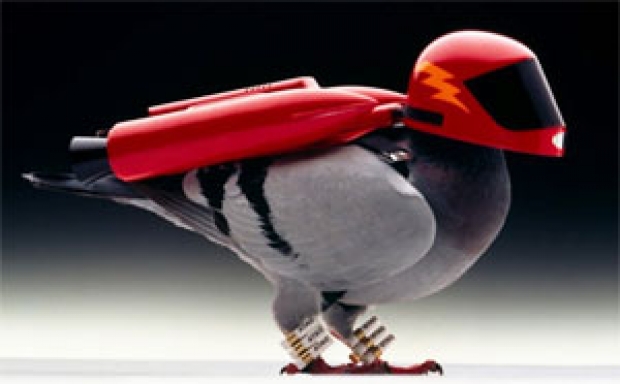 ISP broadband beaten by a pigeon