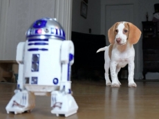 Dogs could be robot&#039;s best friend too