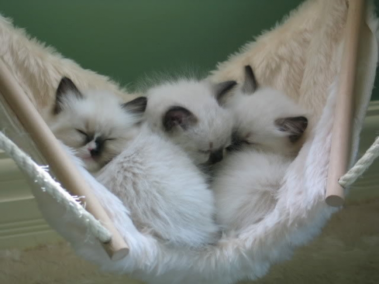3 котенка спать. Спящие котята. Гамак для кота. Спящий сиамский котик.