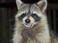 Hackers are calling in the raccoons