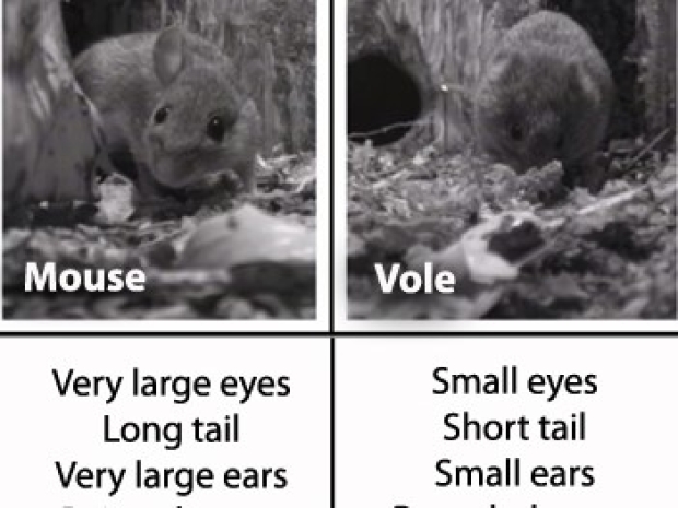 Vole gives up on mice