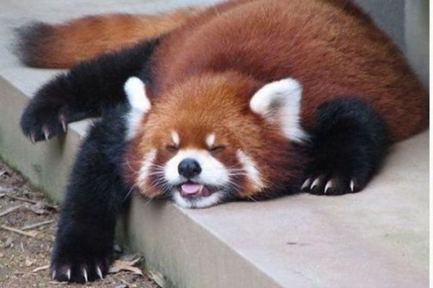 Mozilla kills Red Panda with fire