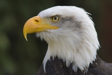 AMD bald eagle flies for Samsung digital media
